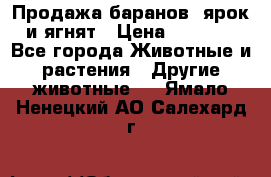 Продажа баранов, ярок и ягнят › Цена ­ 3 500 - Все города Животные и растения » Другие животные   . Ямало-Ненецкий АО,Салехард г.